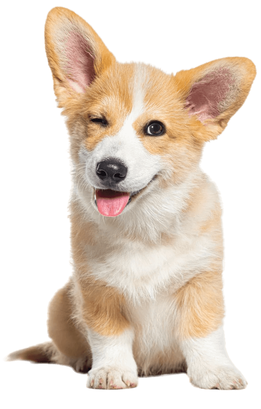 pet insurance banner